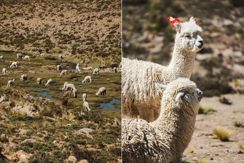 Adorable Alpacas