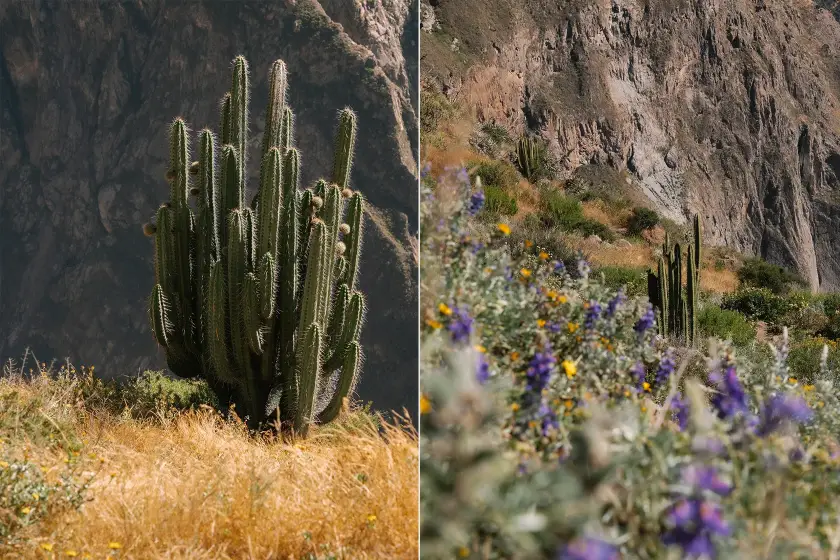 Succulents and wild flowers of the Colca Valley