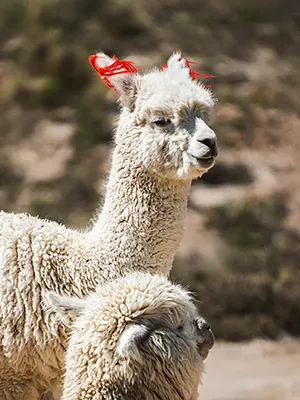 Alpacas